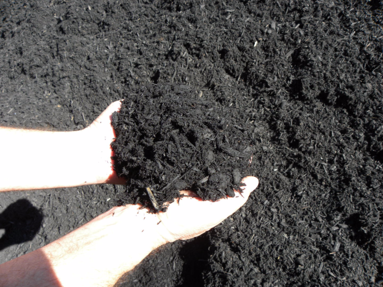 Color Enhanced Black Mulch in Framingham, MA CV's Bark Mulch