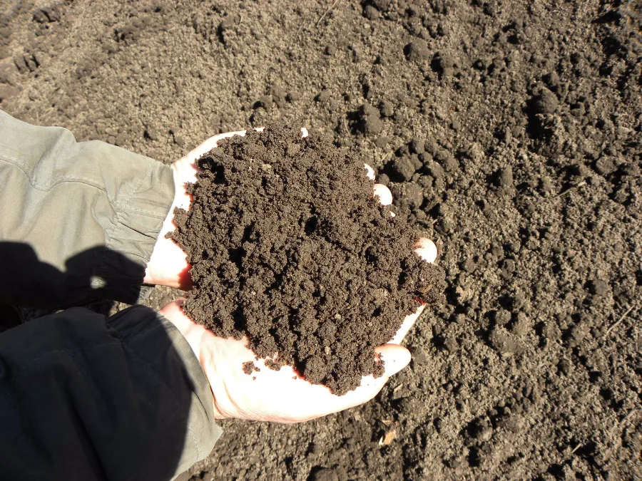 Screened Loam